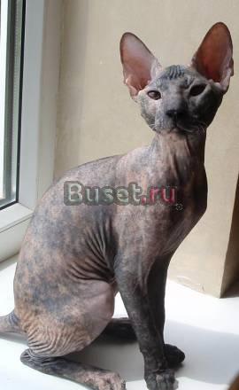 Донские сфинксы Краснодар