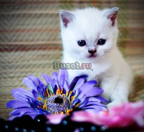 Британские короткошерстные Санкт-Петербург