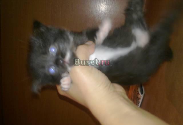 Отдам Красноярск