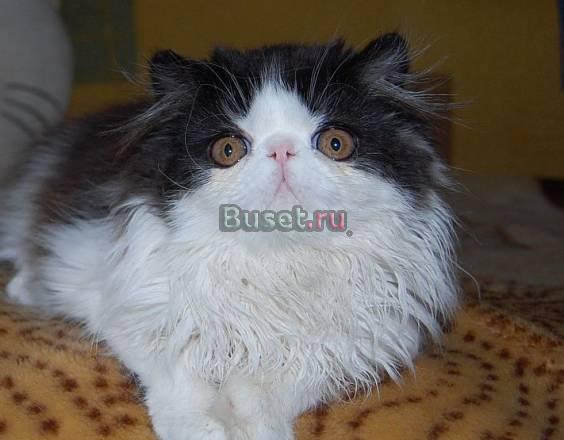 Персидская кошечка Новосибирск