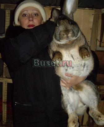 Кролики породы бельгийский великан(фландер) Челябинск