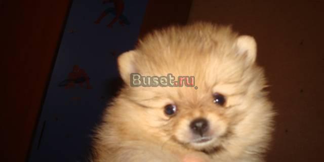 Забавные игрушки Москва