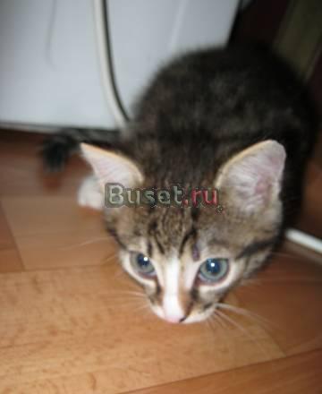 Отдам котенка Красноярск