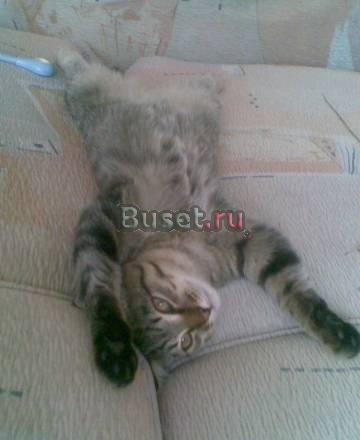 Отдам котенка Красноярск