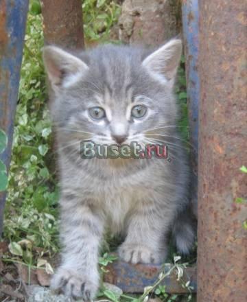 Отдам красивых серых котят в хорошие руки Казань