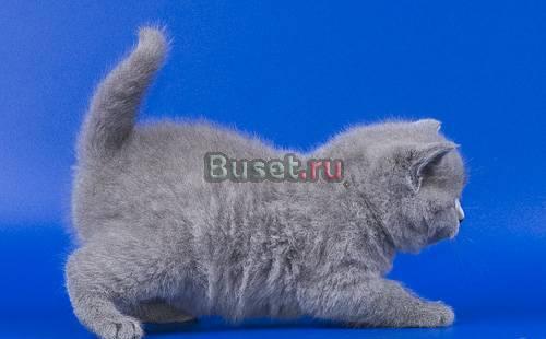 Шикарная плюшка Екатеринбург