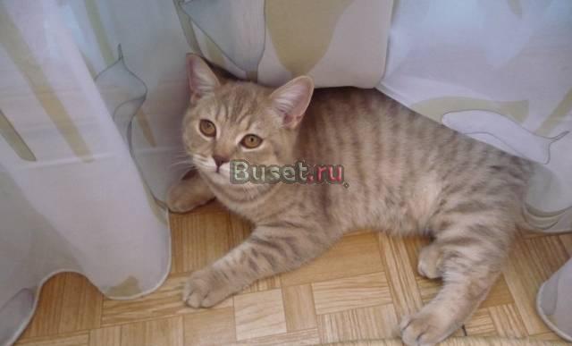 Британская кошечка Нижний Новгород