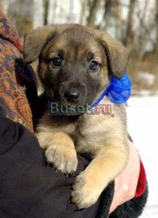 Здоровые умненькие  щеночки, возр 2 мес, в дар Москва