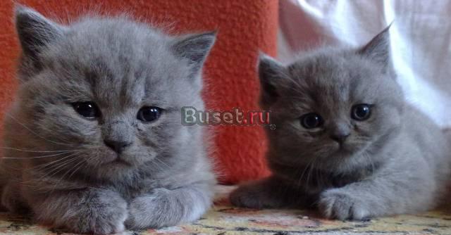 Британские котята голубого окраса Москва
