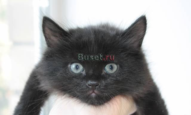 Котенок в дар Москва