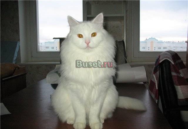 Шикарный ангорский кот в дар Москва