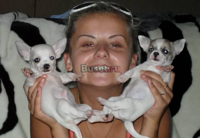 Продам щенков Москва