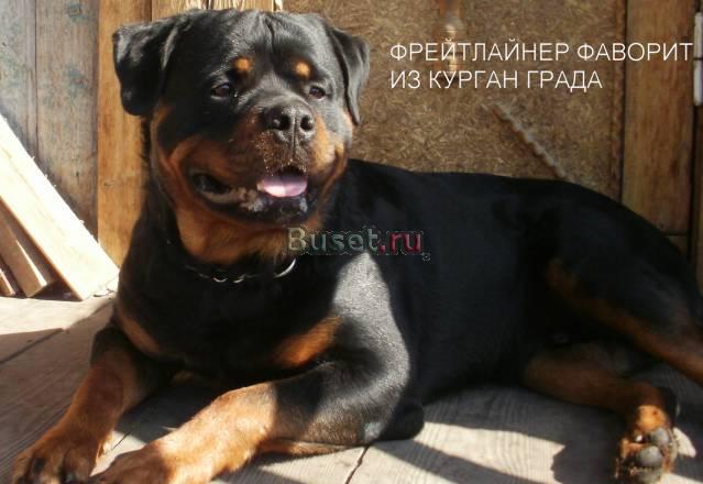 Щенки ротвейлера Тюмень