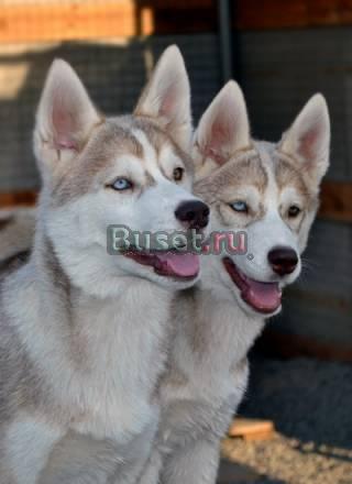 Две подрощенные девочки хаски палевого окраса Волгоград