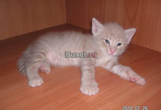 Котята в хорошие руки бесплатно Мытищи
