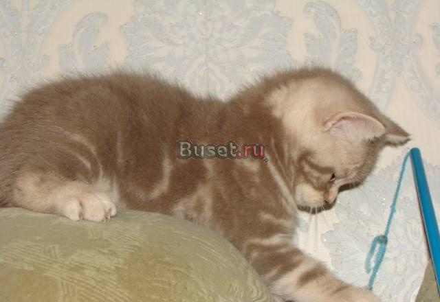 Лиловый мраморный котик Москва