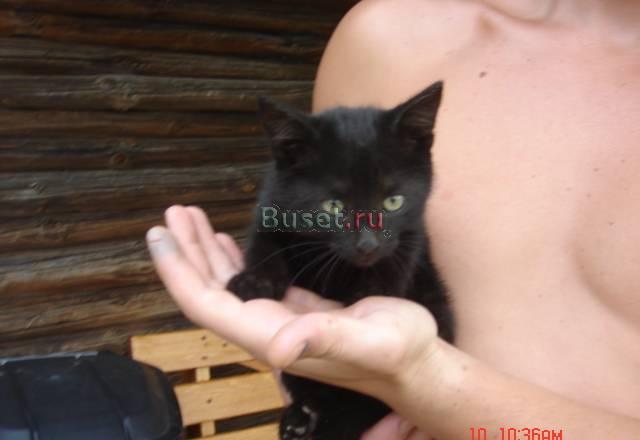 Котята даром бесплатно Москва
