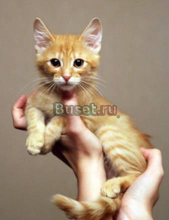 Котята в добрые руки Москва
