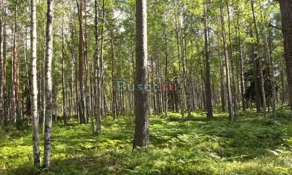 Зем. участки в коттеджном поселке Выборг