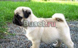 Amazing Pug Puppies Ready For Sale Омск