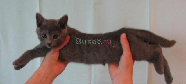 Элитные котята Ростов-на-Дону