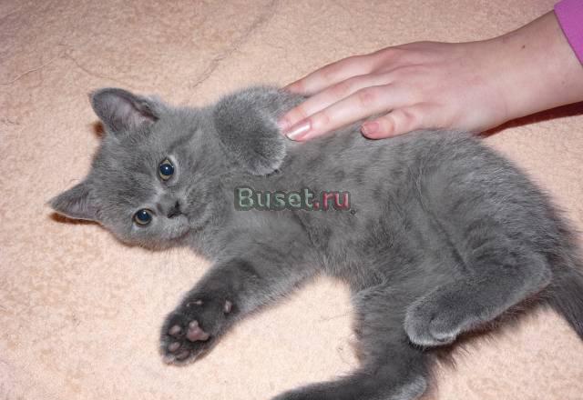 Отдам котенка британочку, 2 мес Москва