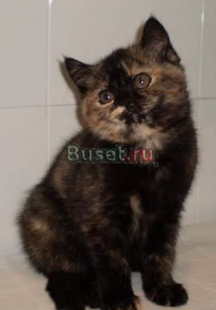 Британские котята Видное