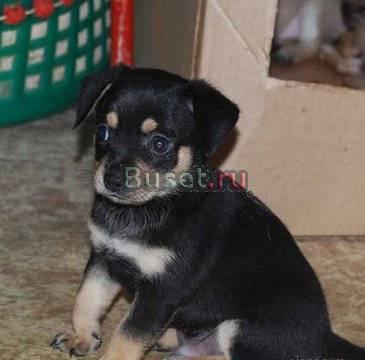 Чихуахуа, дев, 2.5мес,вет. паспорт Москва