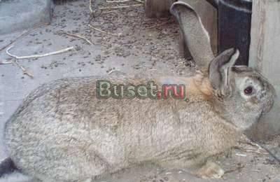 Продаю кроликов породы бельгийский великан Астрахань