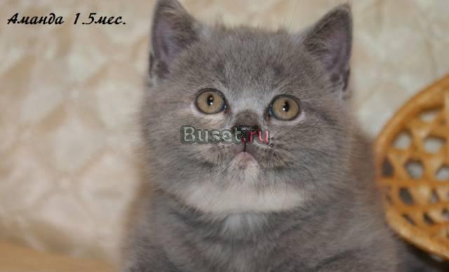 Продаются британские котята от питомника Нижний Новгород