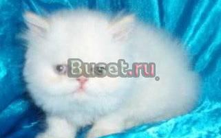 Продаю персидских котят Астрахань