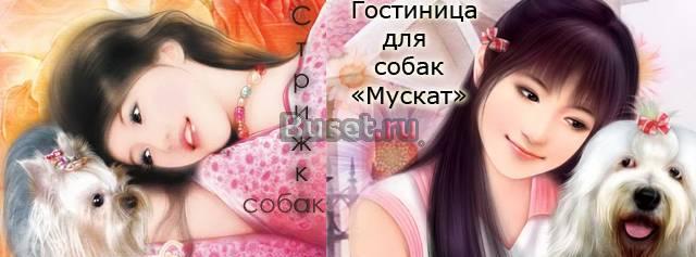 Стрижка собак недорого в Зеленограде Андреевка