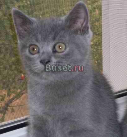 Шотландские котята страйт Ярославль