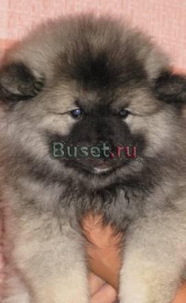Перспективные щенки кеесхонда (волчий шпиц) Санкт-Петербург