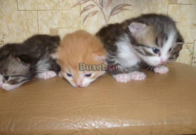 Отдам котят Кинешма