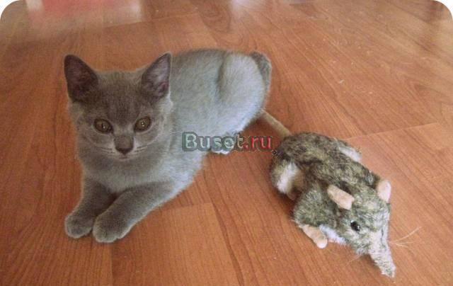 Шотландские  голубые котята Москва