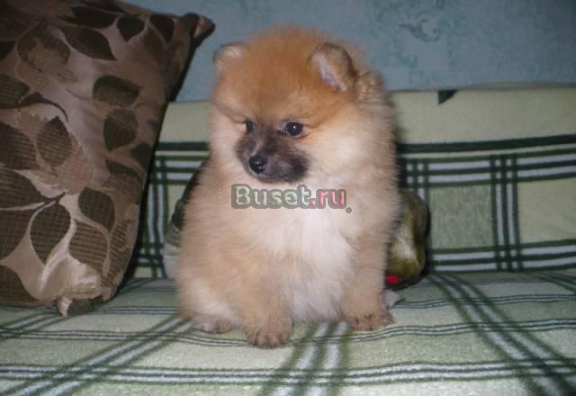 Шпицик Липецк