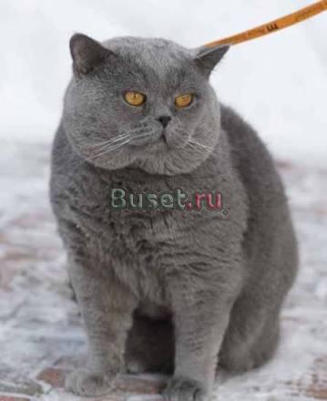 Жарко, Заведи котенка, Вдвоем легче пережить жару Москва