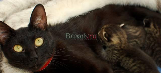 Замечательные полосатомурчалки в добрые руки Москва