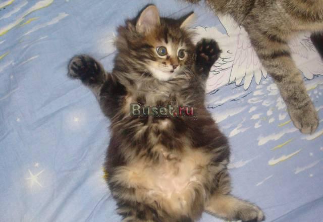 Курильский бобтейл Нижний Новгород