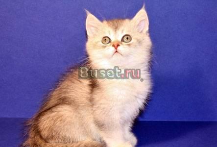 Британский котик Москва