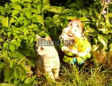 Котята страйты Челябинск