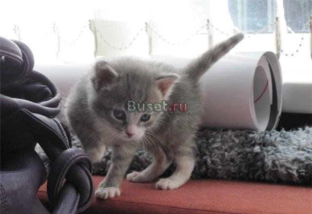 Красотка 1,5 мес голубая с полосочками Санкт-Петербург