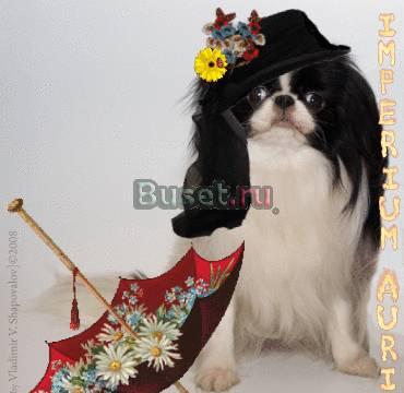 Японский хин (девочка) Москва