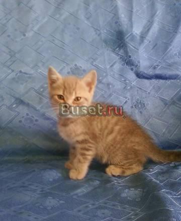 Британские короткошерстные Магнитогорск