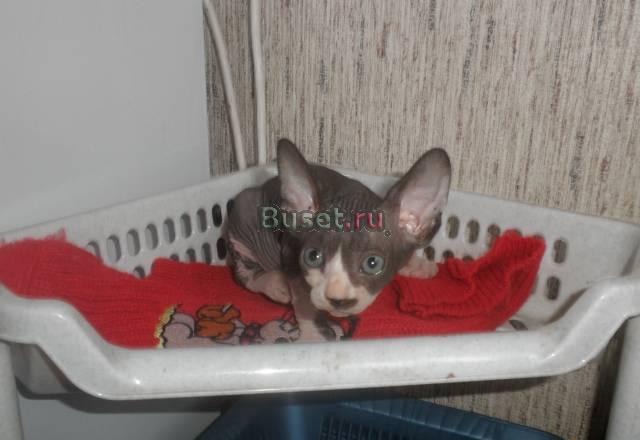 Котята мурчалки Москва