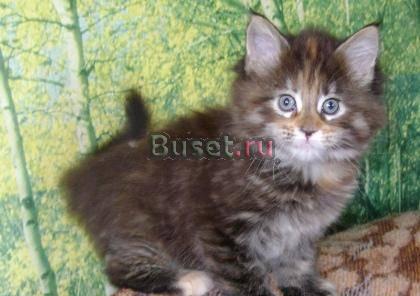 Котенок Мейн Кун за символическую цену Казань
