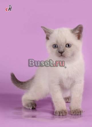 Британский котик Санкт-Петербург