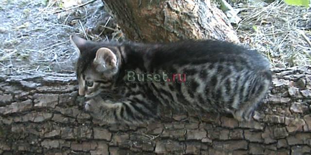 Котенок метис бенгала Москва