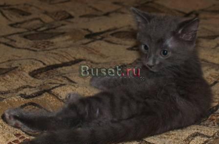 Котенок мальчик Тимоша, 1,5 месяца в дар, в добрые Москва